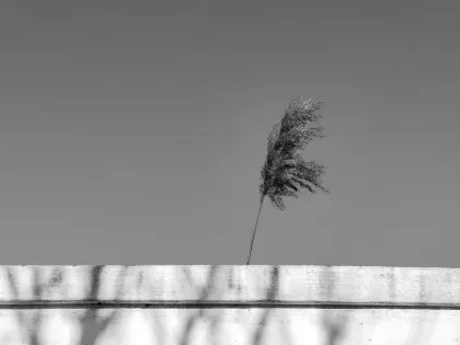 Jazz Casino App Mobile